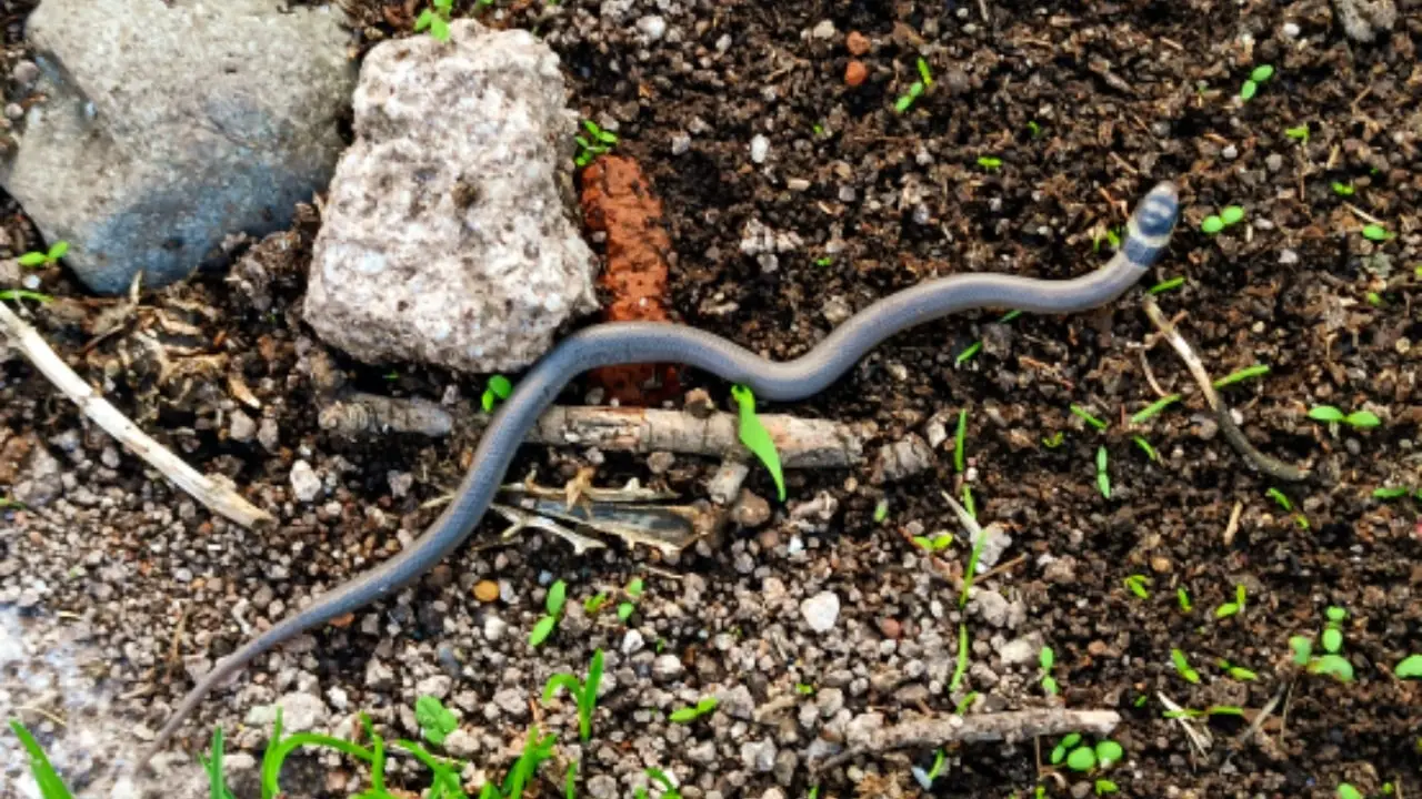 Attenzione: ecco cosa attira i serpenti nel tuo giardino o in casa
