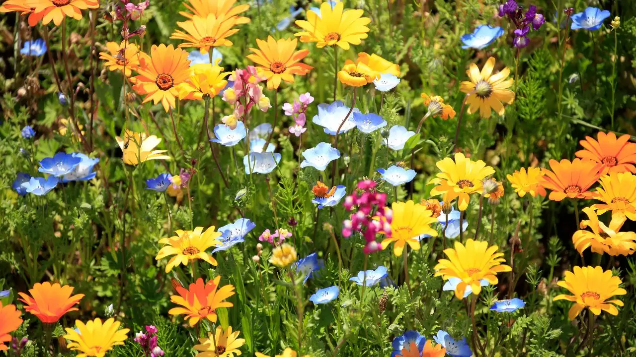 I tuoi fiori muoiono in estate? Ecco il trucco per evitare che i vasi si surriscaldino al sole