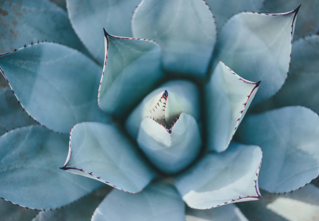 Non comprare questi tipi di succulente graptopetalum: ecco quali sono i più belli e resistenti