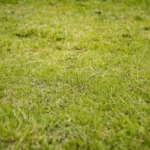 Prato secco per il caldo e la siccità? Ecco l’erba super resistente che resta verde sempre