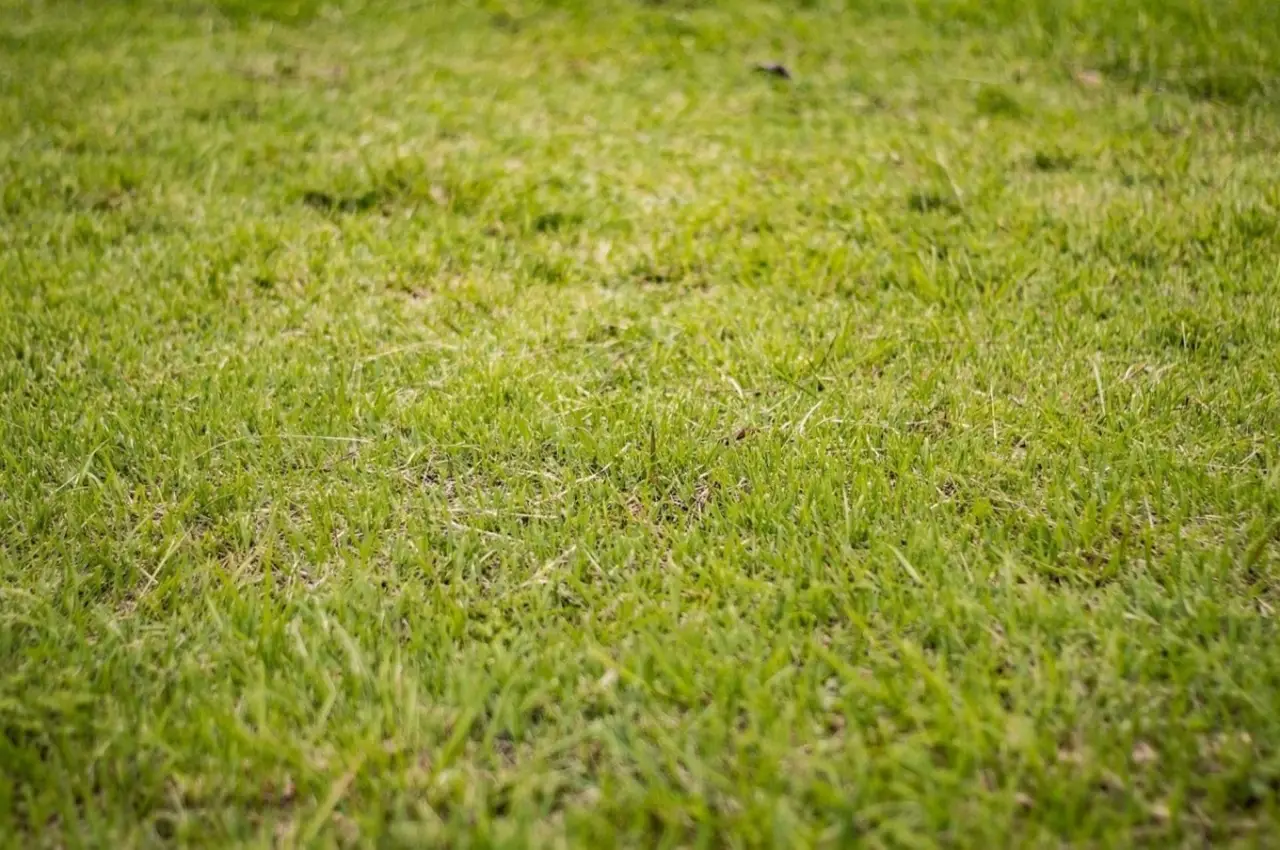 Prato secco per il caldo e la siccità? Ecco l’erba super resistente che resta verde sempre